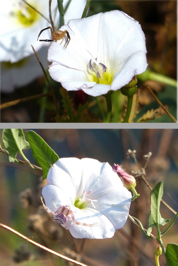 Macho (arriba); la flecha señala uno de los tarsos hinchados. Hembra (abajo) exhibiendo los colores básicos de la flor. Reproductive male and female.